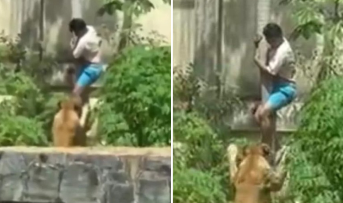 Un joven de 19 años murió tras ingresar deliberadamente a la jaula de una leona, un suceso que quedó registrado en video.