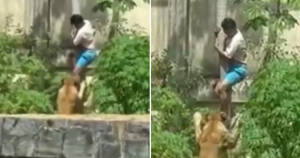 Un joven de 19 años murió tras ingresar deliberadamente a la jaula de una leona, un suceso que quedó registrado en video.