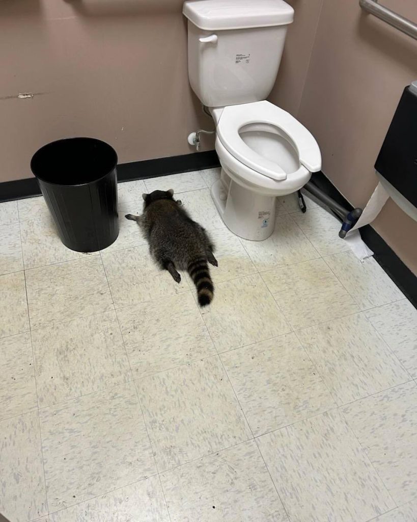 El insólito hallazgo ocurrió el sábado, 29 de noviembre, por la mañana.