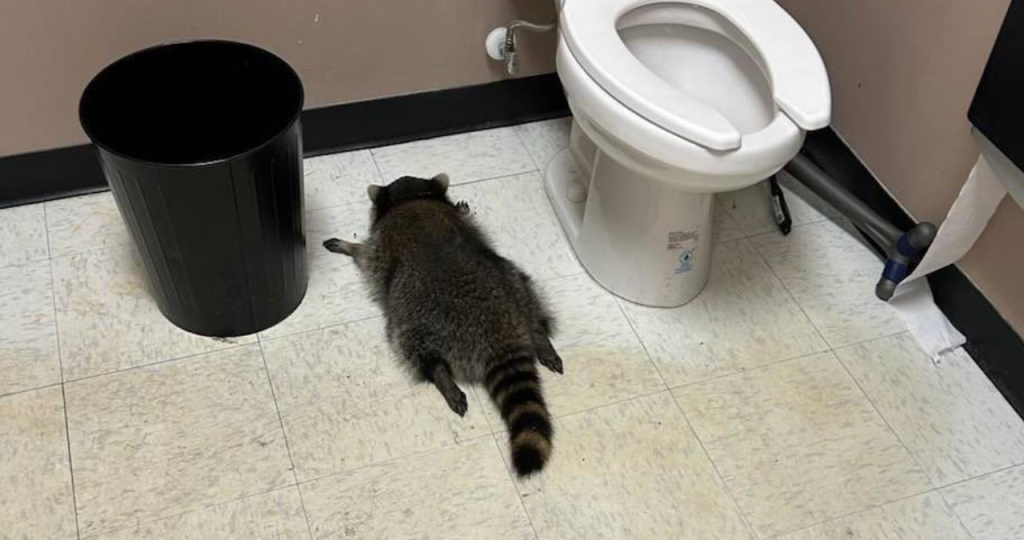 Fotografías distribuidas mostraban al pequeño animal durmiendo profundamente en el baño, entre el inodoro y la papelera.
