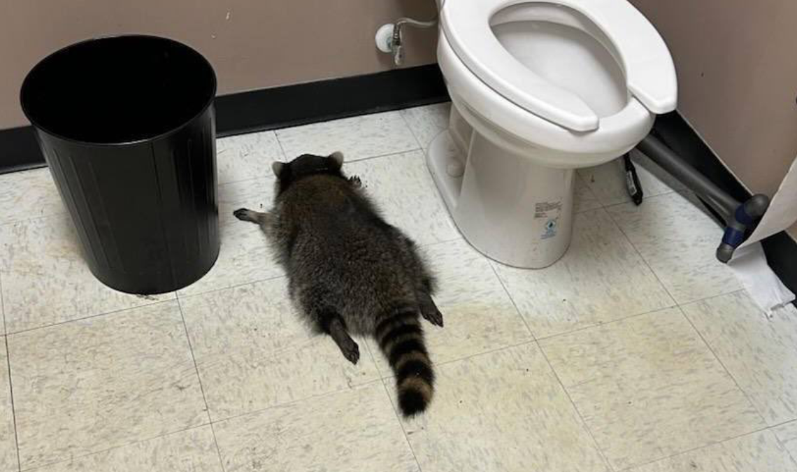 Fotografías distribuidas mostraban al pequeño animal durmiendo profundamente en el baño, entre el inodoro y la papelera.