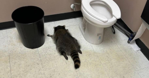 Fotografías distribuidas mostraban al pequeño animal durmiendo profundamente en el baño, entre el inodoro y la papelera.