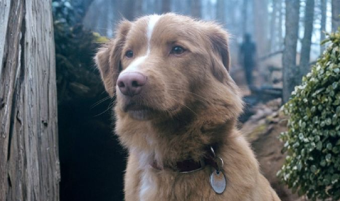 Indy competirá junto a reconocidos intérpretes de la industria cinematográfica.