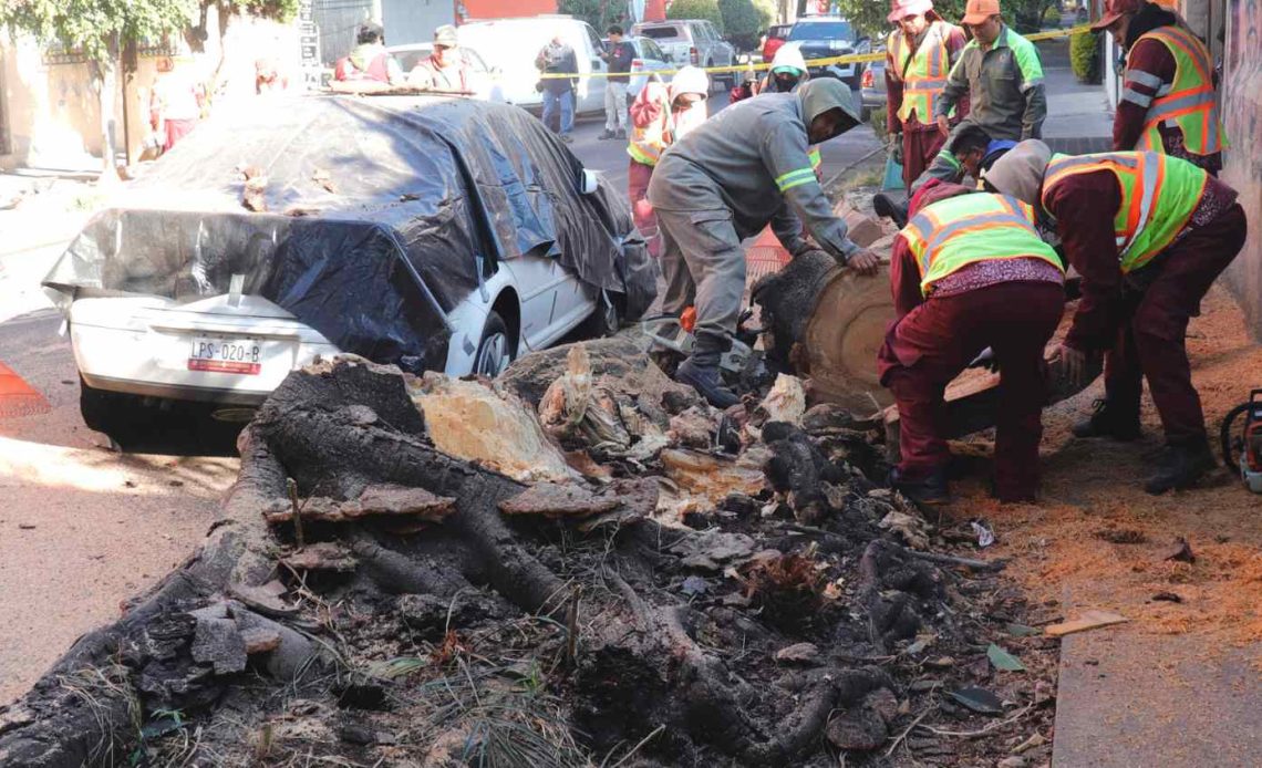 Trabajadores retiran un árbol que cayó sobre un vehículo tras un sismo este viernes, en Ciudad de México (México). Un sismo de magnitud 6,5 en la escala Richter se registró en México a las 7.58 hora local (13.58 GMT), según informó el Servicio Sismológico Nacional. EFE/Madla Hartz