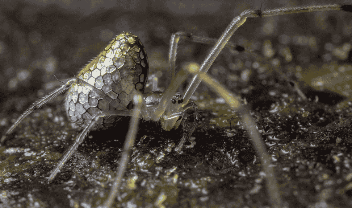 Una nueva araña andina endémica de Ecuador fue bautizada como Chrysometa chuchaqui.