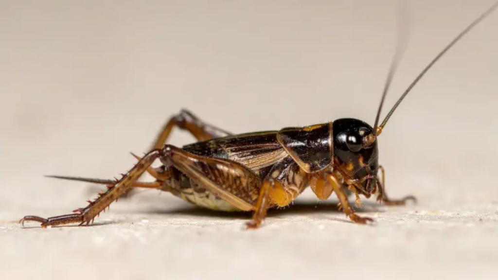 La presencia de grillos aumenta en la época invernal. ¿Por qué entran a las casas, representan un peligro y cómo reducir su presencia?