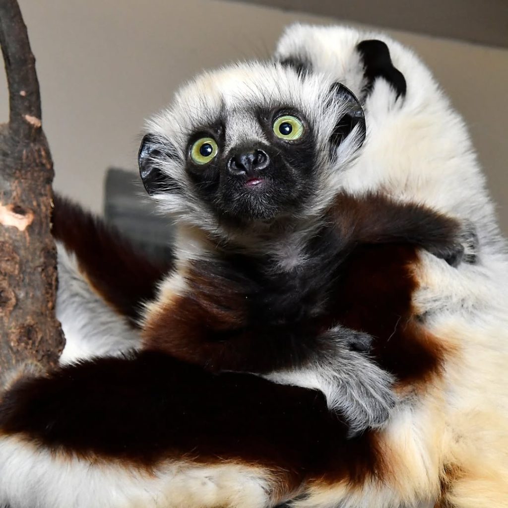 Zoboomafoo