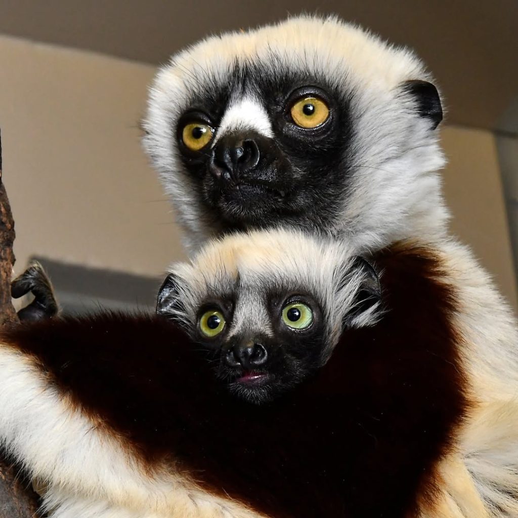 El centro de investigación detalló que los padres primerizos cuidan a la cría con gran entusiasmo.