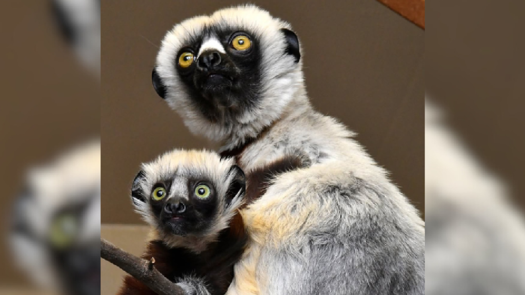 ZOBOOMAFOO