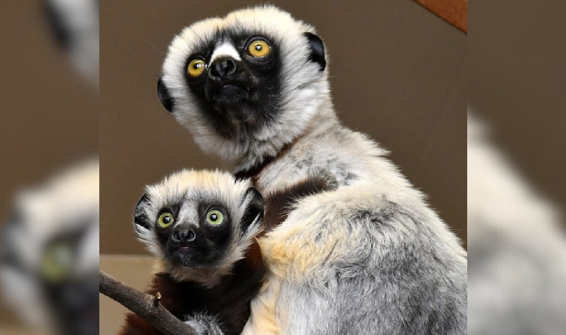 ZOBOOMAFOO