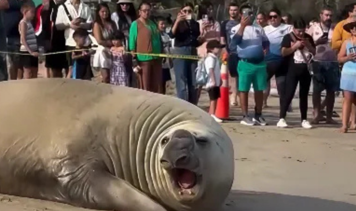 Un elefante marino descansó en Playa Los Ayala, Nayarit, mientras autoridades mantenían un cerco preventivo.