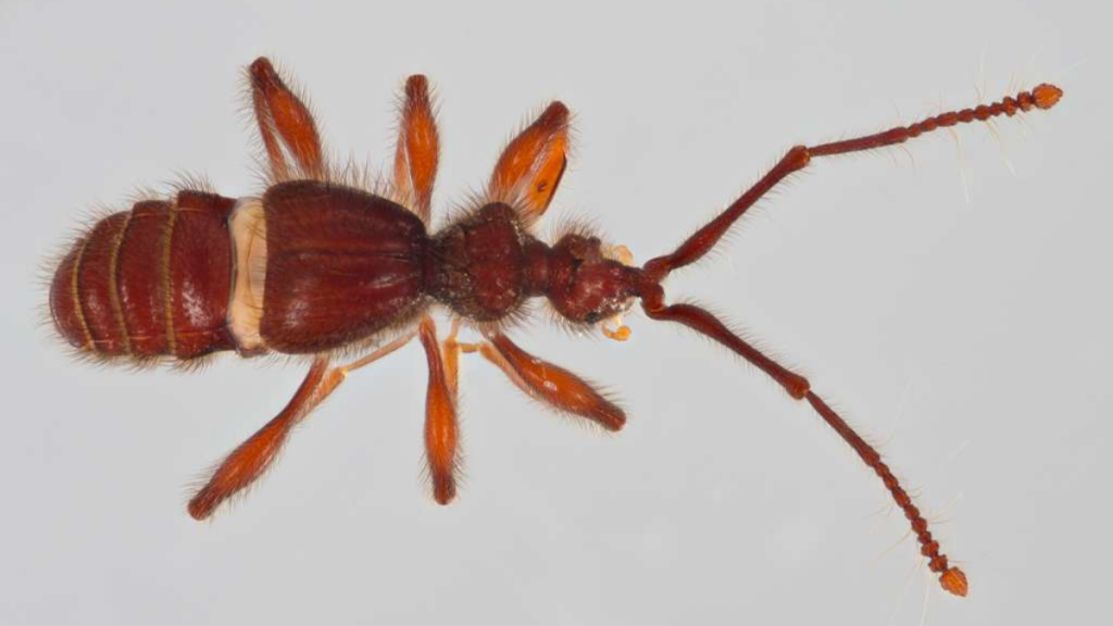 Ecuador suma dos nuevas especies de escarabajos descubiertas en la Amazonía y los Andes.