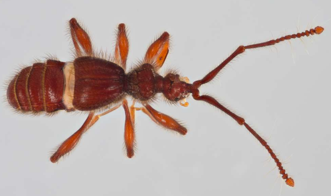 Ecuador suma dos nuevas especies de escarabajos descubiertas en la Amazonía y los Andes.