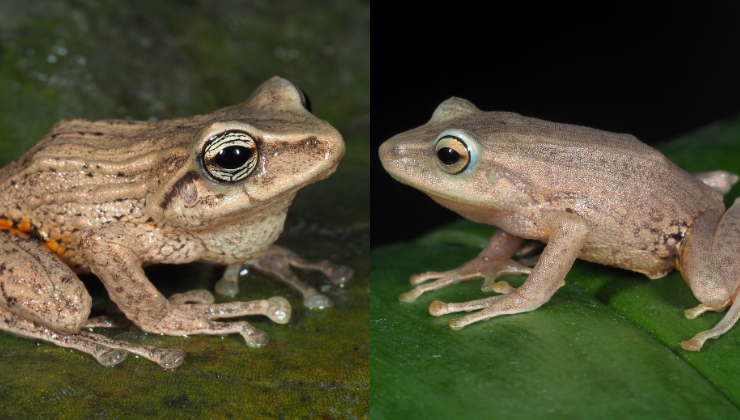 Investigadores de la UTPL, INABIO y la Universidad Ovidius Constanta identificaron tres nuevas ranas del género Pristimantis asociadas a bosques de bambú andino.