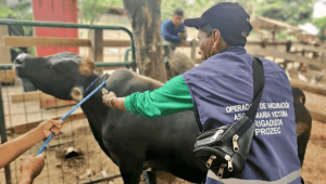 Ecuador notificó a la Organización Mundial de Sanidad Animal el fin de la vacunación contra la fiebre aftosa.