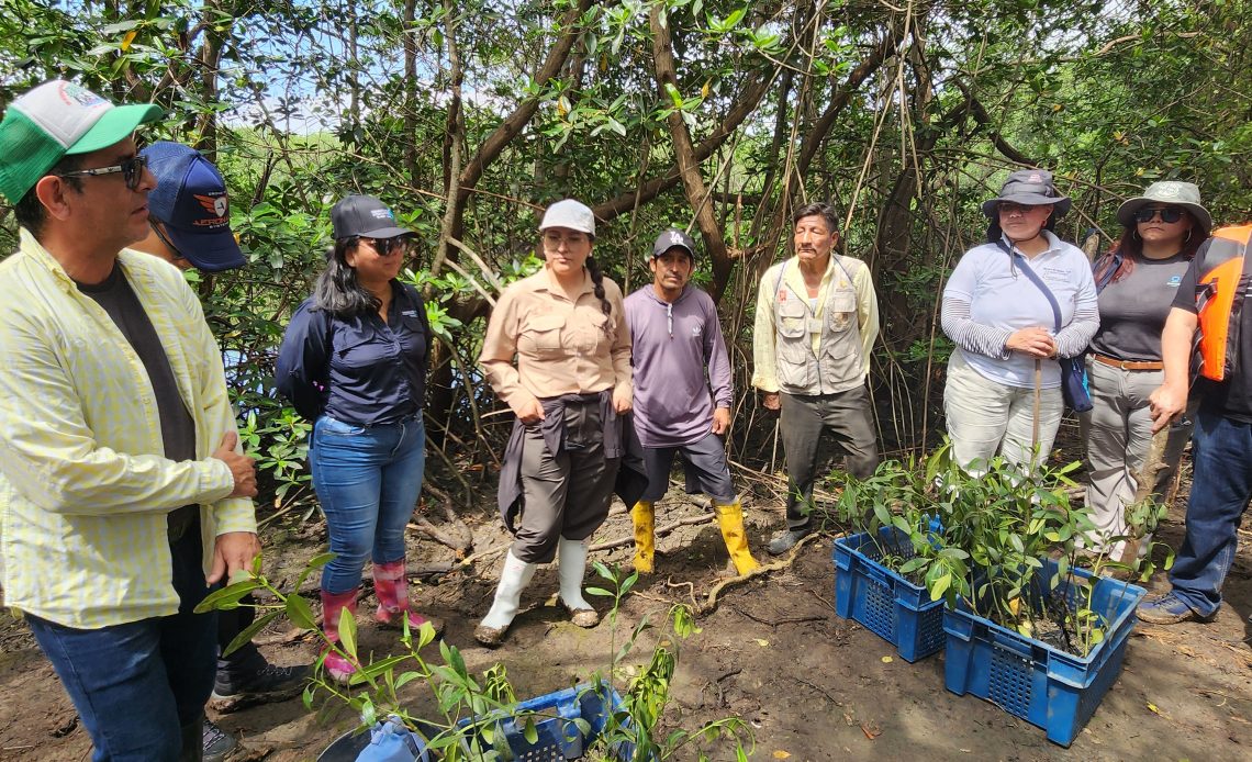 Gobierno inicia restauración de manglares en Guayas con la siembra de 400 plantas como parte de estrategia ambiental frente al cambio climático.