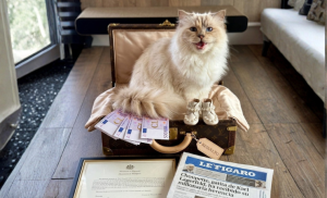 Lejos quedaron los días en que Choupette viajaba en vuelos privados, facturaba millones en publicidad y comía platillos preparados por chefs exclusivos.
